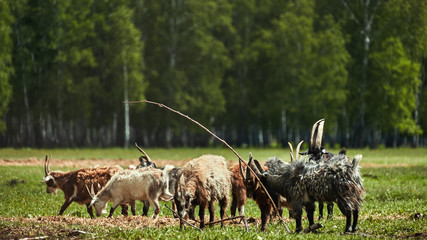 Herd of goats in field. Hairy goats with long horns standing close together on grassland in summer against nature background