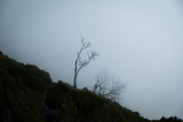 Madeira Fog on Pico Ruivo