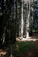 Lichtstrahl auf B&auml;ume am Wegesrand