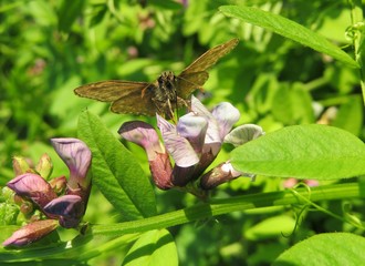 Skipper butterfly on vicia sepium flowers in the meadow, closeup