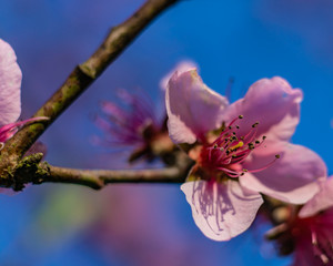 flower, summer, tree, sky, nature, blume, aufblühen, frühling, natur, baum, pink, blühen, blume, pflanze, ast, schönheit, weiß, schön, garden, cherry, floral, magnolia, green, apfel, flora, himmel, au