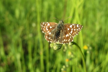 Beautiful skipper butterfly on plant in the meadow, closeup