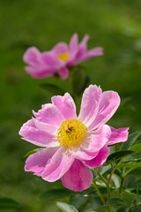 Close up of pink and yellow peony flowers