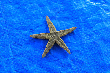 Fototapeta na wymiar starfish or Echinodermata or Astropecten Sp typical of East Kalimantan