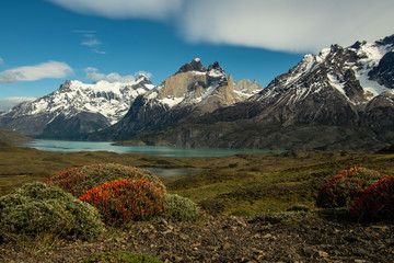 Guanaco Bush and Mountain
