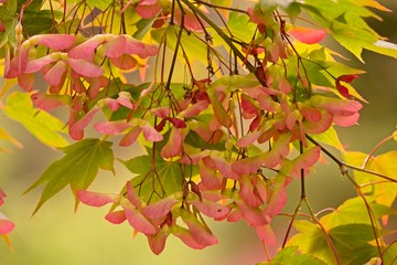 Fototapeta premium Winged seeds of maple tree