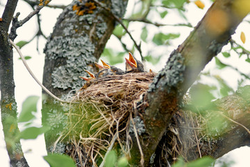 Nest of thrush with hungry chicks. Baby birds with an orange beaks. Nestling Song Thrush