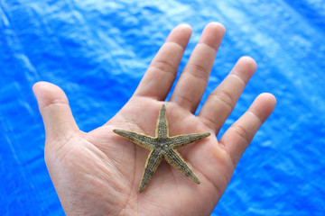 Fototapeta na wymiar starfish or Echinodermata or Astropecten Sp typical of East Kalimantan above the hand