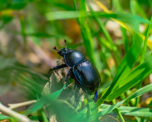 beetle, narure, grass, summer,käfer, insecta, badgered, natur, makro, green, tier, blatt, black, close up, wild lebende tiere, close up, gras, käfer, insecta, scarab, gering, sommer, wild, tier, blume