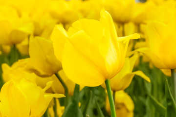 Fototapeta premium Yellow Tulips in the garden. Beautiful summer background