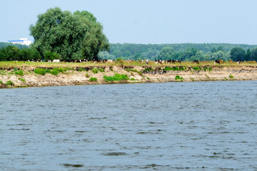 landscape with river and trees