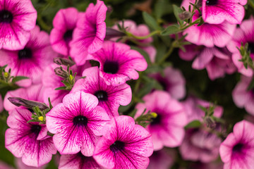 Bright pink flowers on a solid background.