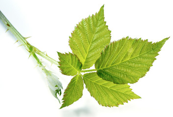 Brombeerblätter
