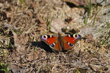 Butterfly Peacock eye.