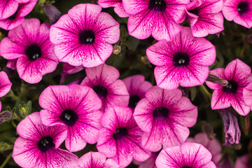 Bright pink flowers on a solid background.
