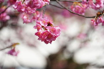 淀水路の河津桜