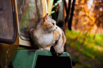 Naklejka premium Cat lying on the rusty vehicle
