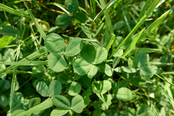 vierblättriges kleeblatt, von oben, echt & in der Natur
