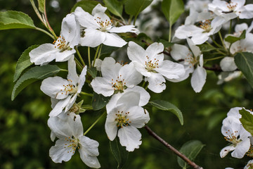 white flowers of apple tree