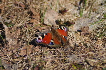 Butterfly Peacock eye.