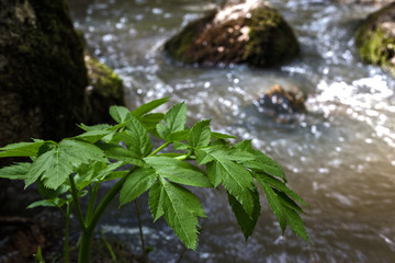 mountain river