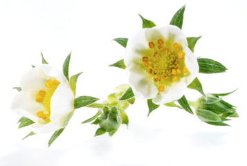 Erdbeerblüten © Hendrik