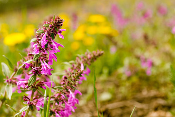 Lavender field in sunlight on a background of blurred flowers, close