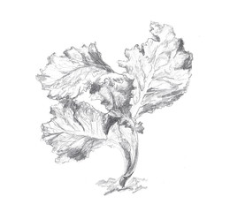 Sketch hand drawn by pencil. Plant of salad on white background