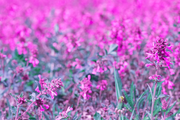 Lavender field in sunlight on a background of blurred flowers, close