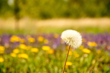 Dandelion flowers in the garden in May.