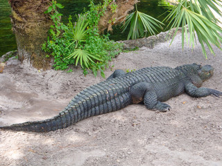 American alligator (Alligator mississippiensis) in United States