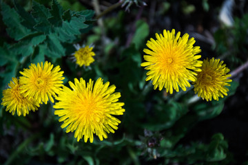 Dandelion flowers in the garden in May.