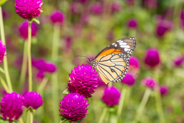 Obraz premium The Common Tiger butterfly