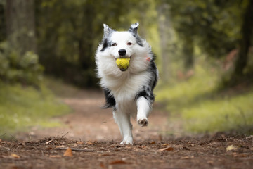dog training in forest, australian shepherd running, carrying tennis ball in his mouth