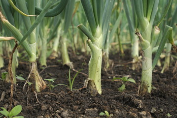 Obraz premium bed of a green onions 