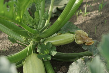 The young garden is growing zucchini