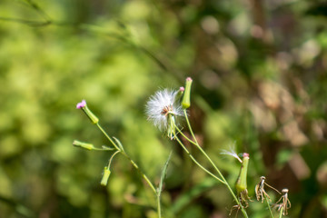 Dandelion1