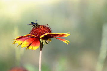 On a yellow-red flower of a galardia, a bee collecting nectar. Concept - the life of insects.