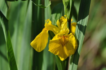 Yellow daffodil flower.