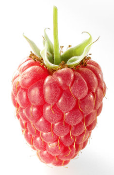 Himbeere
