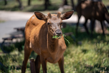 Moose eating grass