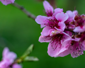 Obraz premium blume, pink, natur, frühling, blume, aufblühen, pflanze, lila, green, garden, blühen, flora, baum, schönheit, floral, schön, sommer, close up, close up, ast, makro, farbe, flieder