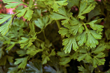 Close up of green curly Italian parsley plant leaves growing in pot.