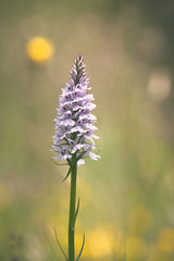 Wild orchid (dactylorhiza maculata) in field.