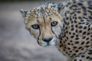 cheetah