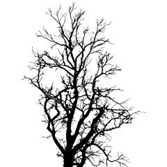 Silhouette of the winter tree on white background.