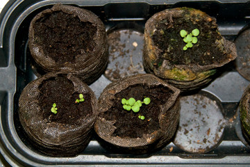Looking down at young green seedlings growing in peat pods in plastic tray. The plant is nicotiana alata, also known as jasmine tobacco.