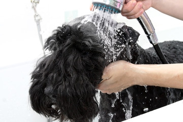 big black dog in the bath with shampoo foam under the shower in pet salon. pet care