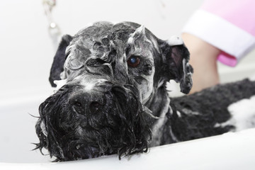big black dog in the bath with shampoo foam. pet care