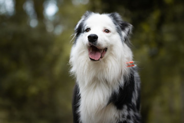 close up of beautiful and happy australian shepherd on forest pathway